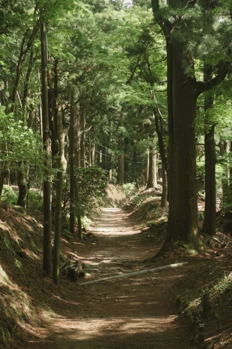 #hiking #trailrunning #japan #nature #forest Japan Hiking, Japan Forest, Japan Vibes, Japan Nature, Kafka On The Shore, Japanese Forest, Hiking Aesthetic, Nature Forest, Hiking Trail