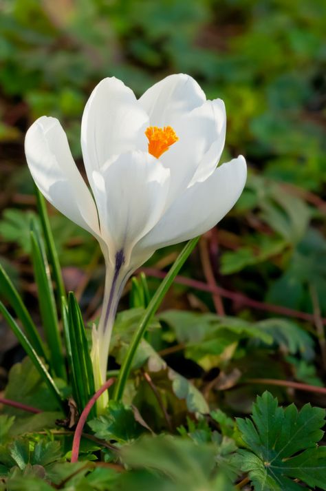 Crocus Aesthetic, Crocus Tattoo, Red Spring Flowers, White Crocus Flower, White Hyacinth Flower, Snow Crocus, Nature Structure, Neutral Cottage, Spring Crocus