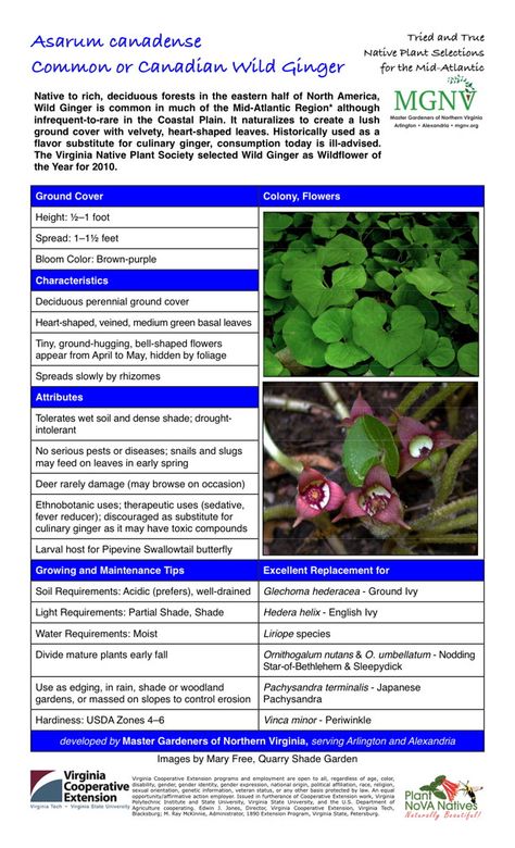 Wild Ginger Plant, Native Landscaping, Native Plant Landscape, Perennial Ground Cover, Plant Landscape, Ginger Plant, Shade Gardens, Native Plant Gardening, Wild Ginger