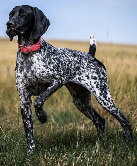 Black Gsp, Dog Pics Funny, Dog Photos Funny, German Shorthaired Pointer Black, Dog Drawing Reference, Dog Pictures Funny, Dog Memes Funny, Big Dogs Breeds, Biggest Dog In The World