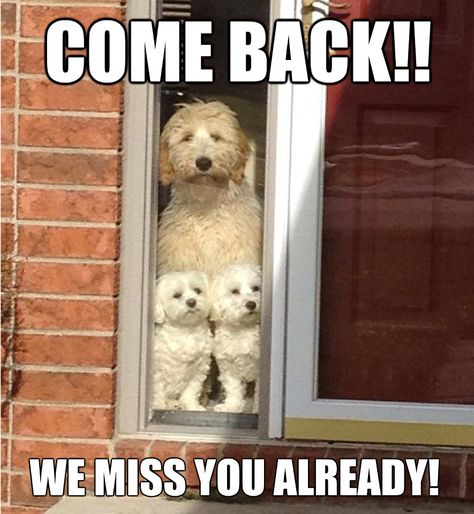 Don't leave!! Miss You Already, Dog Facts, Maltese Puppy, Puppies Funny, Animal Quotes, Funny Animal Pictures, Dog Memes, Animal Memes, Cute Funny Animals