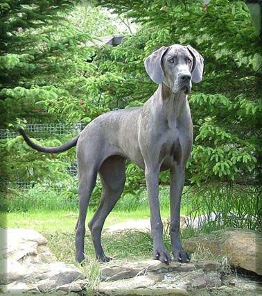 Blue Great Dane. Magnificent & regal dogs. Grey Great Dane, Great Dane Facts, Blue Great Dane, Pet Anime, Blue Great Danes, Grey Ghost, Dane Puppies, Dane Dog, Great Dane Dogs