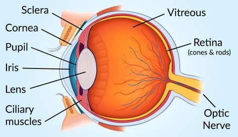 medical illustration with the major parts of the human eye labeled Anatomy Of Eye, Eye Anatomy Drawing, The Eye Anatomy, Photo References For Drawing, Human Eye Diagram, Human Eye Drawing, References For Drawing, Optometry Education, Eye Structure