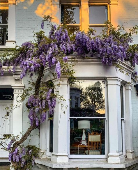 Wisteria House Entrance, Wisteria Front Of House, Wisteria Garden Ideas, Wisteria Front Door, Front Door Flowers, Wisteria Wall, Wisteria House, Wisteria Plant, French Balcony