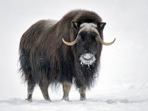 Breeds Of Cows, North American Animals, Musk Ox, Sea Ice, Arctic Animals, Gifts For Photographers, Marine Mammals, Large Animals, Animals Of The World