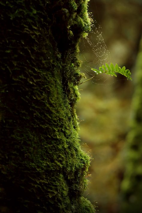 Pnw Aesthetic, Landscape Photography Nature, Wallpaper Free Download, Alam Yang Indah, Landscape Wallpaper, Nature Aesthetic, Flowers Nature, Free Wallpaper, Green Aesthetic