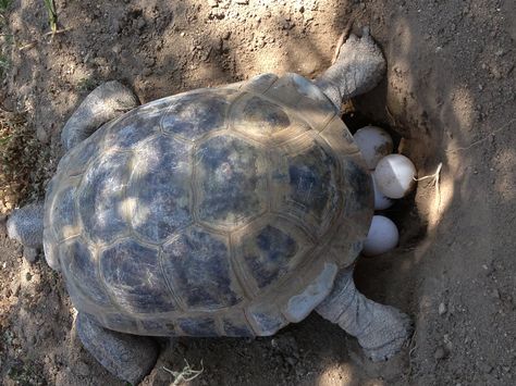 My tortoise, April, laying seven eggs on Father's Day 2013 Desert Land, Egg Laying, Family Pet, Tortoise, Animals