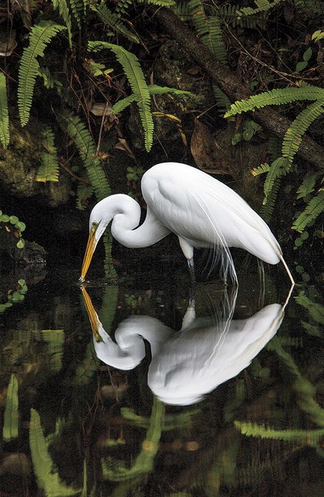 Great Egret, White Egret, White Bird, Arte Animal, Pretty Birds, 귀여운 동물, Bird Watching, Love Birds, Beautiful Creatures