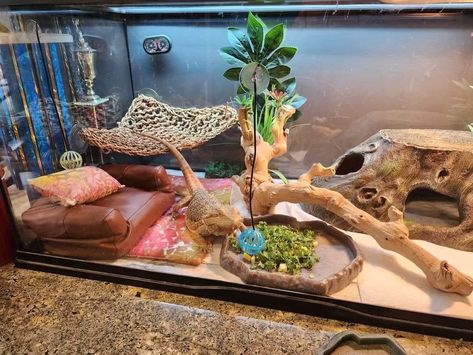 Lizard Incloser, Girly Reptile Enclosure, Bearded Dragon Cages Ideas, Beared Dragon Cage Ideas, Breaded Dragon Tank Ideas, Bearded Dragon Terrarium Ideas Tanks, Reptile Enclosure Ideas, Bearded Dragon Vivarium Ideas, Cute Bearded Dragon Tank