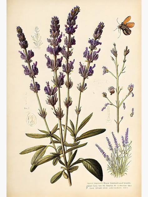 "Lavender, botanical illustration" Metal Print by digitalbrosse Lavender Botanical Illustration, Lavender Botanical, Botany Illustration, Lavender Wall, Illustration Poster, Botanical Drawings, A Metal, Flower Wall Art, Botanical Illustration