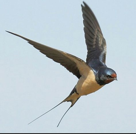 Swallow Bird Tattoos, Barn Swallow, Bird Flying, Bird Artwork, Arte Inspo, Swallows, All Birds, Bird Pictures, Birds Tattoo