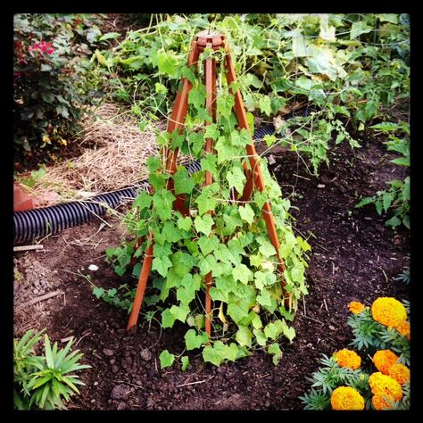 #repurposed patio umbrella guts as a trellis for my #cucamelons. Cucamelon Trellis, Veg Garden, Creative Gardening, Plants Garden, Garden Inspiration, Green Thumb, Patio Umbrella, Umbrella, Patio