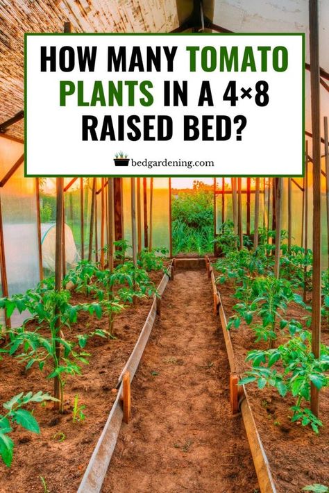 Raised Tomato Beds, Raised Veggie Gardens, Raised Bed Garden Layout, Planting Layout, Backyard Raised Garden, Cheap Raised Garden Beds, Raised Garden Beds Diy Vegetables, Raised Bed Gardening, Vegetable Garden Beds