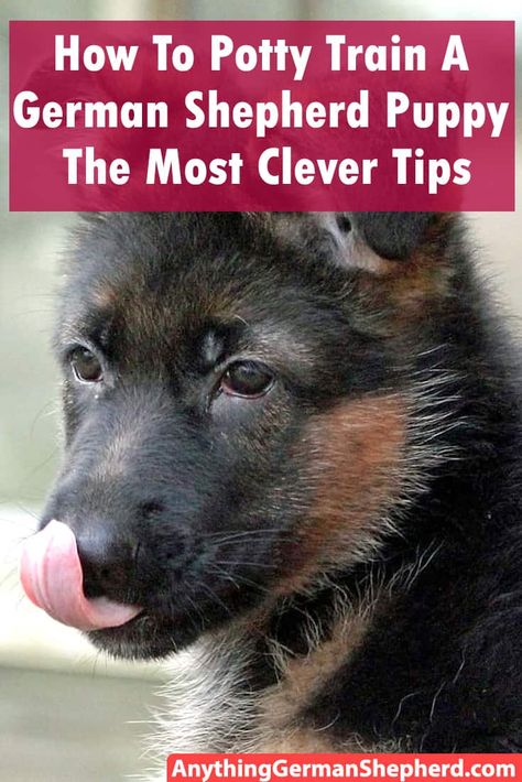 Gsd Training, Dog Potty Area, German Shepherd Puppies Training, Dog Illnesses, How To Potty Train, German Shepherd Training, Puppy Time, German Shepherd Puppy, Dog Potty Training