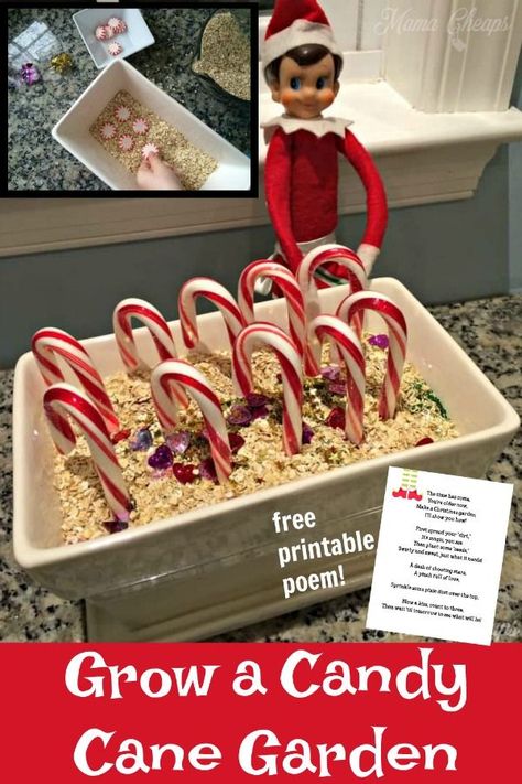 There's one thing that these elves are pretty great at - and that's magic. We LOVE this magical Christmas Elf on the Shelf idea.  Kids "plant" peppermints in oatmeal. The next day, the elf has grown candy canes from the peppermint "seeds." Check out this post for a free printable poem and a full tutorial for setting up the scene. #elfontheshelf #elfideas #printable Magic Candy, Classroom Elf, Resident Events, Preschool Room, Gathering Ideas, Elf Magic, Awesome Elf On The Shelf Ideas, Winter Projects, Amanda Lee