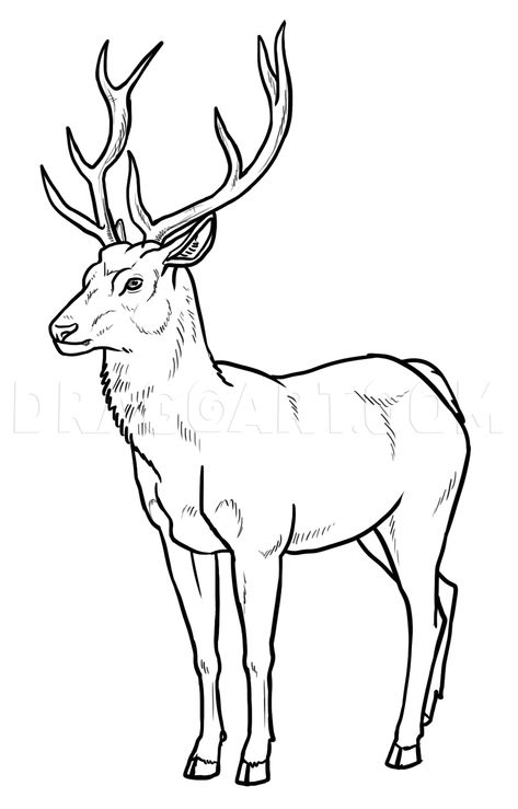 How To Draw Deer, Step by Step, Drawing Guide, by makangeni | dragoart.com How To Draw Deer, Deer Drawing Easy, Draw Deer, Deer Outline, Deer Drawing, Sika Deer, Urs Polar, Easy Animal Drawings, Decor Illustration