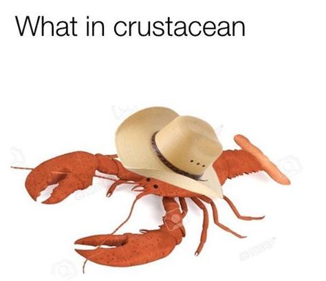 The New Meme That Will Literally Leave You Asking the Question "What in Tarnation?" What In Tarnation Meme, What In Tarnation, Fresh Memes, Me Too Meme, Funny Pins, The Question, Popsugar, A Train, Tumblr Funny