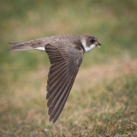 Sand Martin, Art Projects, Animals, Art