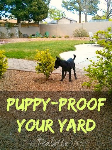 Puppy-Proof-Your-Yard-For-Less Puppy Proofing, A Golden Retriever, Black Lab Puppies, Dog Fence, Dog Hacks, Dog Care Tips, Labrador Puppy, Healthy And Happy, Training Your Puppy