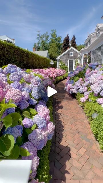 @saltairenantucket on Instagram: "Oh my glory, what a beautiful season for Hunky Dory! 💜🌸💙 #nantucket hydrangeas #hydrangealove #flowers #flowerstagram #summer #july #garden #gardendesign #fyp #fypシ #cottagegarden" Garden Hydrangea, Blue Hydrangea Garden Front Yard, Hydrangea Garden Front Yard, Landscaping With Hydrangeas Front Yards, Hydrangea Farm, Sweet Summer Hydrangea, Endless Summer Hydrangea Landscaping, Hydrangea Garden Aesthetic, Landscaping With Large Rocks Natural