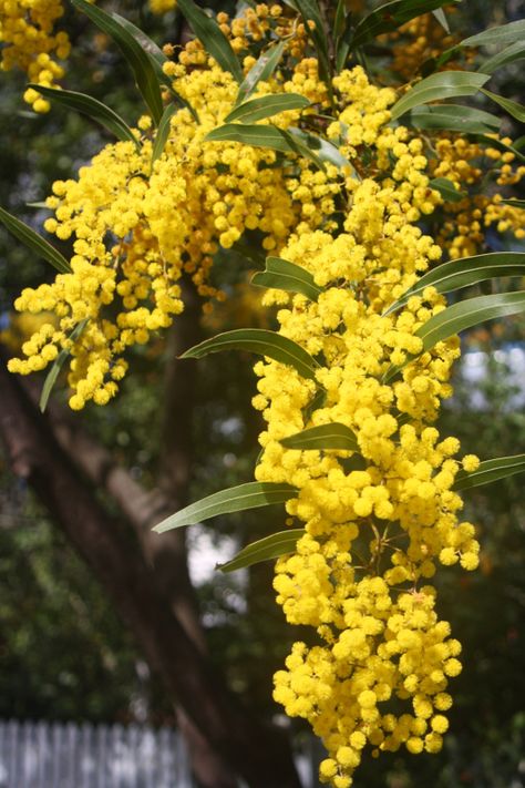 Wattle Zig Zag November Wedding Flowers, Wattle Tree, Australian Painting, Australian Wildflowers, Australian Flowers, Australian Native Flowers, Plant Fungus, Australian Plants, Australian Native Plants