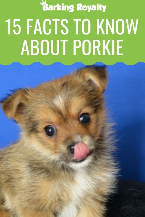 Porkie is a mix of a Pomeranian and a Yorkie. But what is it that makes this crossbreed so adorable? Read on and discover! #dog #dogbreeds #porkie #yorkie #pomeranian Pomeranian And Yorkie Mix Puppies, Yoranian Puppies, Yorkie Pomeranian Mix Haircuts, Pomeranian Yorkie Mix Dogs, Yorkie Pomeranian Mix Puppies, Yorkie Pomeranian Mix, Pomeranian Mix Puppies, Yorkie Pomeranian, Pom Dog