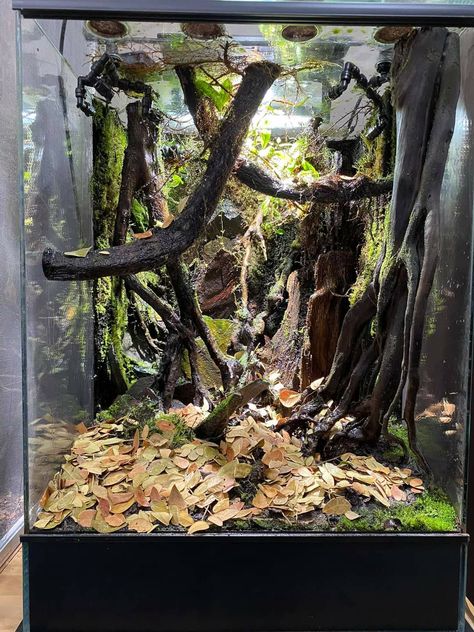 Arboreal Snake Enclosure, Pink Toe Tarantula Enclosure, Arboreal Tarantula Enclosure, Tarantula Terrarium, Arboreal Terrarium, Tropical Snake Enclosure, Goth Snake Enclosure, Crested Gecko Vivarium, Aesthetic Terrarium Reptile