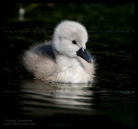 Baby swan duckling saved from fanpop.com Heidi Cartoon, Swan Pictures, Baby Swan, God Baby, Ugly Duckling, Animal Totems, Bird Pictures, Aesthetic Painting, Bratislava