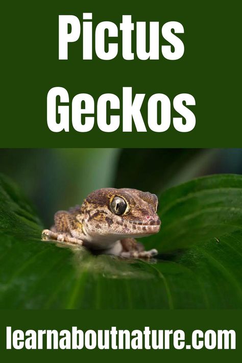 Pictus Geckos Land Animals, Scientific Name, About Nature, Gecko, Some People, Madagascar, Reptiles, The South, Panther