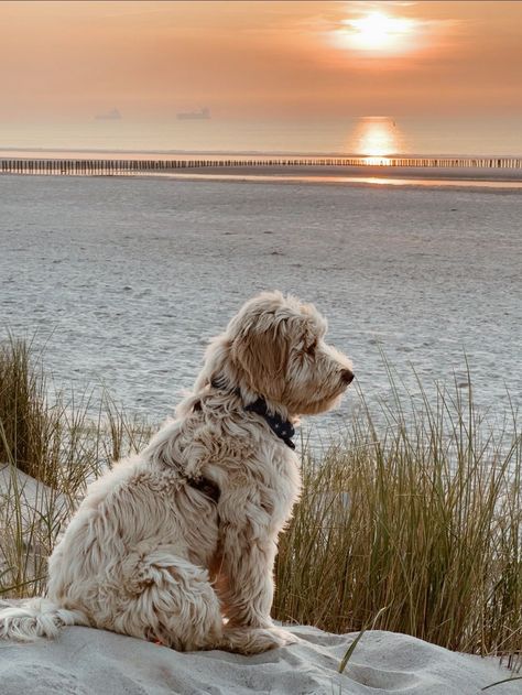 Labradoodle#australianlabradoodle#australiancobberdogs#cobberdog#cobberdogsofinstagram#puppy#puppylove#dogsofinstagram#dogofroad#labradoodle#familyfriend#dogincamper#dogincampervan#camperhund#hundeontour#vanlifedog#childrenandcobberdog#cobberdogpuppy#doodlesclubofinstagram#doodlesontheroad#traveldogs#sleepingdogsofinstagram#campingwithdogs#vanlifewithdogs#hundaufreisen#swissdogsofinstagram#hundammeer#farbewiedersand Doodle Dog Aesthetic, Labradoodle Aesthetic, Brown Labradoodle, Australian Labradoodle, Labradoodle Puppy, Golden Doodle, Doodle Dog, Manifestation Board, Labradoodle