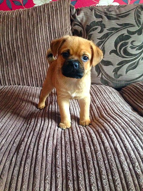 My lil jug puppy gizmo Jug Dog, Dog Mommy, Hybrid Dogs, Cute Dog Photos, Cuddly Animals, Small Dog Breeds, Baby Puppies, Sweet Dogs, Cute Animal Photos