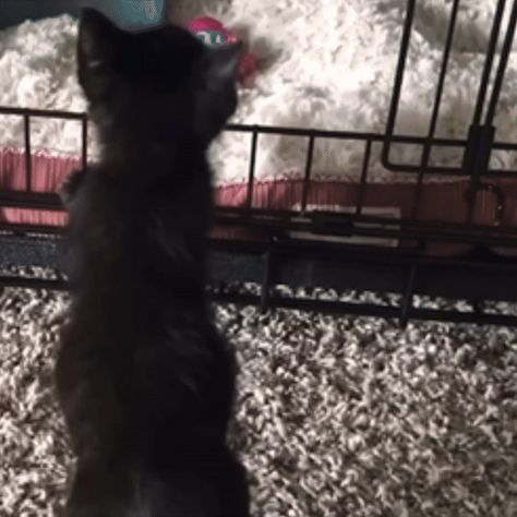 ──★ ˙🖤 black kitten stim gif ! (source: @LoveThyCat on youtube) Black Stimboard Gifs, Black Stim Gif, Black Stimboard, Black Cat Gif, Waving Gif, Stimboard Gifs, Stim Gifs, Black Plague, Stim Board