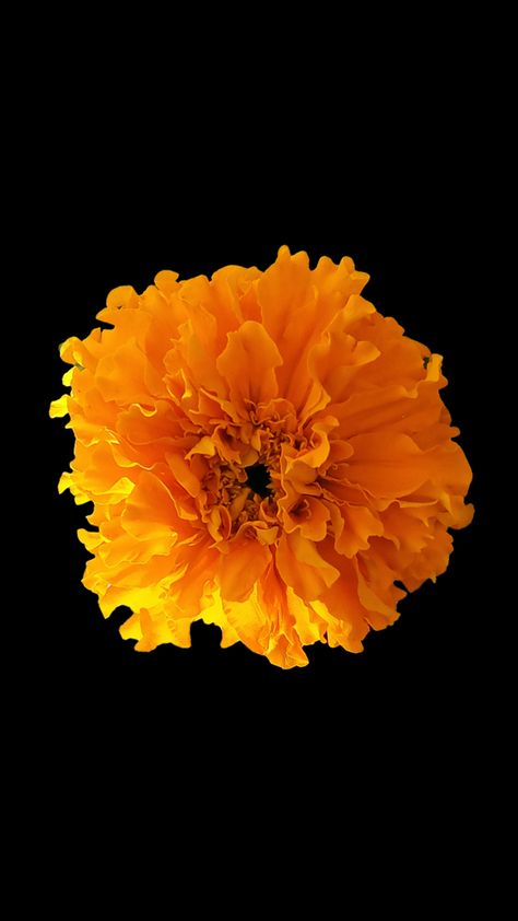 Marigold Iphone Wallpaper, Marigold Wallpaper Iphone Wallpapers, Yellow Flower Black Background, Marigold Background, Mexicana Aesthetic, Marigold Wallpaper, Halloween Watch, Flowers On Black Background, Marigold Flowers