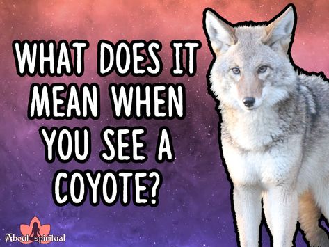 Coyote Quotes, Wolf Spirit Animal Meaning, Coyote Meaning, Coyote Spirit Animal Meaning, Coyote Spirit Animal, Coyote Spiritual Meaning, Animals Meaning Spiritual, White Coyote, Spiritual Meaning Of Seeing Deer