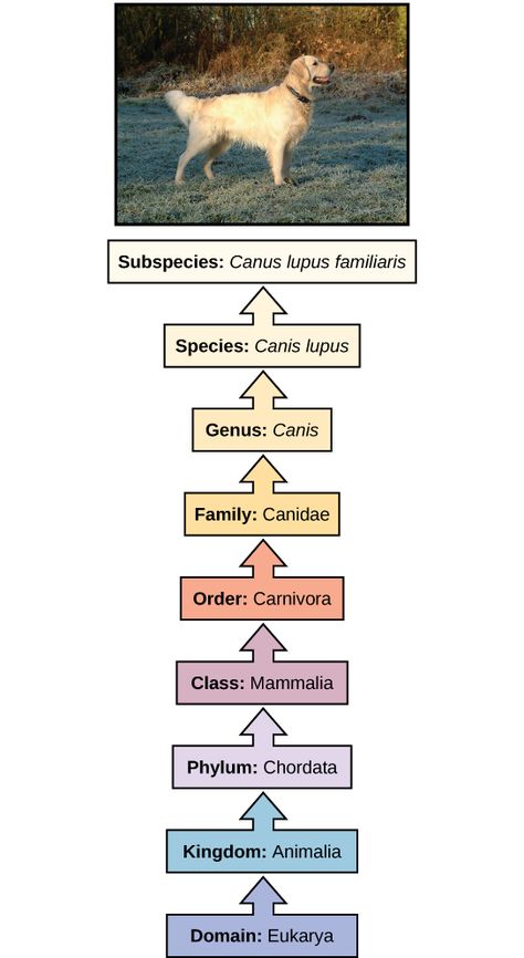 The illustration shows the classification of a dog, which belongs in the domain Eukarya, kingdom Animalia, phylum Chordata, class Mammalia, order Carnivore, family Canidae, genus Canis, species Canis lupus, and the subspecies is Canis lupus familiaris. Phylogenetic Tree Biology, Taxonomy Biology Notes, Kingdom Animalia Notes, Biology Classification, Taxonomy Classification, Taxonomy Biology, Vet Pictures, Biological Classification, Quercus Alba