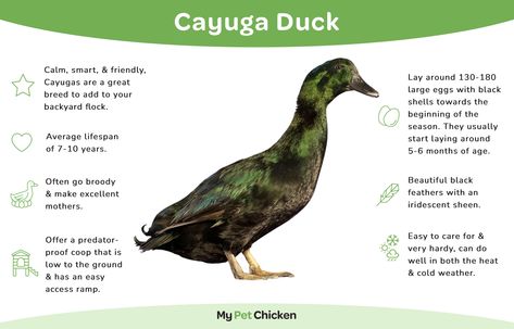 Cayuga Duck Breed: The Complete Guide - My Pet Chicken Cayuga Ducks, Backyard Ducks, Duck Breeds, Duck Farming, Raising Ducks, Pet Chicken, Raising Farm Animals, Black Duck, Iridescent Black