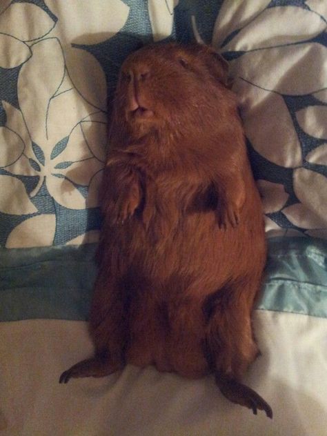 How I feel after work... This gets funnier the longer I look at it. Pig Pics, Guinea Pigs Funny, Nosara, Pet Guinea Pigs, Guinea Pig Care, Cute Guinea Pigs, Cute Piggies, Finals Week, 웃긴 사진