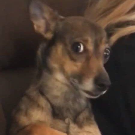 Surprised Dog, Cursed Memes, Sticker Ideas, Instagram Frame, Cute Funny Dogs, Silly Animals, Funny Reaction Pictures, Animal Jokes, Dog Sitting