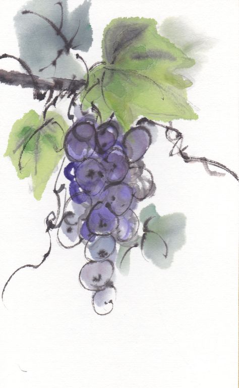 Wine Grapes Drawing, Grapevine Watercolor, Grapevine Painting, Grape Watercolor, Grapes Watercolor, Wine Watercolor, Grape Drawing, Berg Tattoo, Grape Painting