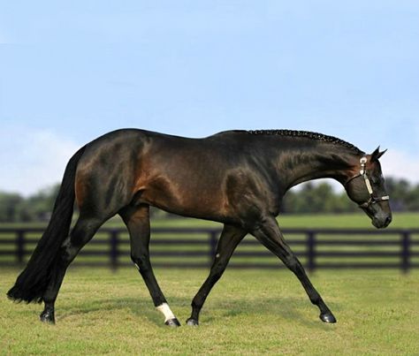 AQHA stallion, Its All About Blue. Hunter under saddle, English tack and attire… Saddle English, Bay Quarter Horse, Hunter Under Saddle, Aqha Stallion, Aqha Horses, Dutch Warmblood, Hunt Seat, English Tack, Bay Horse