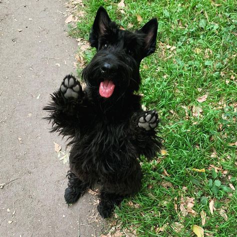 15 Reasons Why People Prefer Scottish Terriers to Other Dog Breeds | Page 2 of 3 | PetPress Scottish Terrier Art, Tattoos Outdoors, Scottie Puppies, Scottish Terrier Puppy, Outdoors Quotes, Rare Dogs, Scottie Terrier, Kerry Blue Terrier, Toy Fox Terriers