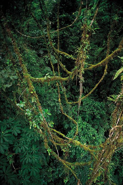 Rainforest Plants, Tropical Trees, Forest Ecosystem, Forest Canopy, Temperate Rainforest, Tree Canopy, Tropical Tree, Climbing Vines, Tropical Forest