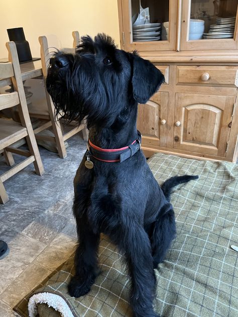 Giant Schnauzer Haircut, Giant Schnauzer Salt And Pepper, Schaunzer Dog, Giant Schaunzer, Giant Schnauzer Grooming Styles, Giant Schnauzer Grooming, Standard Snauzer, Giant Shnauzer, Giant Schnauzer Puppy