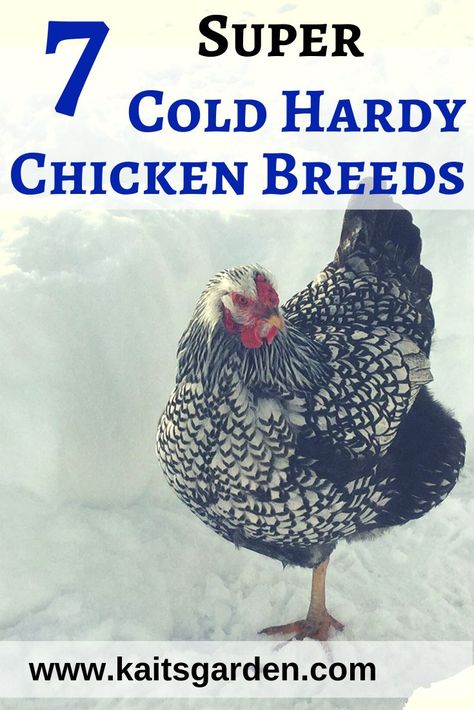 7 Super Cold Hardy Chicken Breeds / Backyard Chickens / Live in a cold climate? This list of 7 super cold hardy chicken breeds will thrive in below freezing temperatures! Chickens Breeds, Chickens In The Winter, Chicken Poop, Raising Farm Animals, Portable Chicken Coop, Diy Chicken Coop Plans, Chicken Coop Designs, Backyard Flocks, Building A Chicken Coop