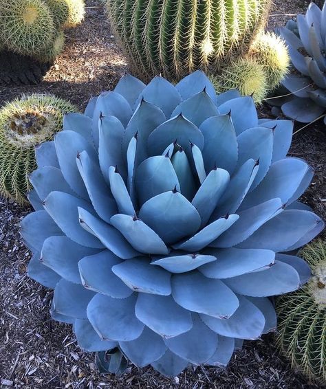 Succulent Landscaping Front Yard, Florida Plants Landscaping, Succulent Landscape Design, Succulent Landscaping, Cactus Types, Succulent Art, Succulent Garden Diy, Blue Agave, Agave Plant