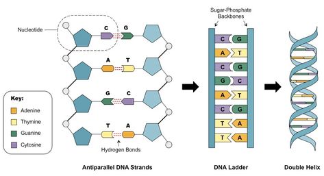 double stranded DNA Cell Membrane Structure, Microbiology Study, Dna Polymerase, Dna Structure, Light And Shadow Photography, Chemistry Basics, Dna Molecule, Functional Group, Physical And Chemical Properties