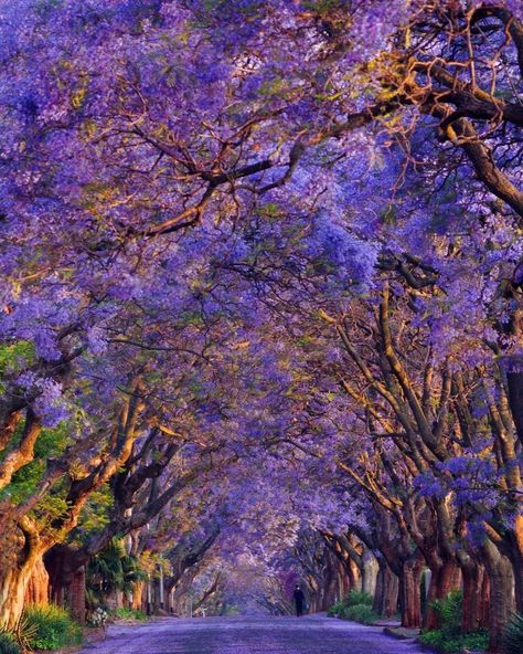 Instagram South Africa’s Instagram photo: “An alley of beautiful Jacaranda trees in Johannesburg.⁠ 📍 Johannesburg, South Africa⁠ Photo By: @shinsawano 📸⁠ ⁠ Tag a friend who would…” Johannesburg Travel, South Africa Johannesburg, Jacaranda Trees, Blessed Images, Purple Photo, Book Vibes, Jacaranda Tree, Travel Wishes, Johannesburg South