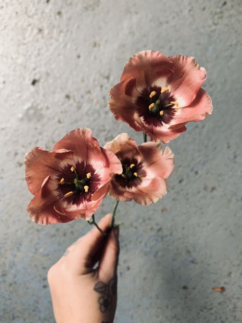 Lisianthus Bohemian Choco, Bohemian Mocha Lisianthus, Roseanne Brown Lisianthus, Copper Colored Flowers, Rosanne Brown Lisianthus, Brown Flowers Aesthetic, Toffee Flowers, Brown Lisianthus, Terracotta Flowers