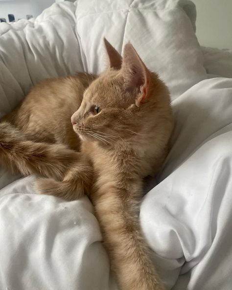 Blonde Cat Aesthetic, Blonde Kitten, Blond Cat, Dream's Cat, Blonde Cat, Cute Cats Photos, Orange Cats, Yellow Cat, Silly Animals