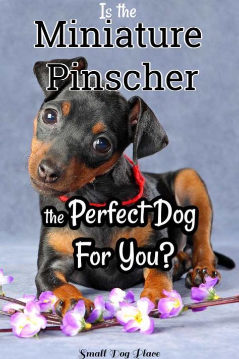 Mini Pinscher Puppy, Minpin Mini Pinscher, Min Pinscher, Min Pin Puppies, Miniature Doberman Pinscher, Miniature Pincher, Miniature Doberman, Min Pin Dogs, Pincher Dog